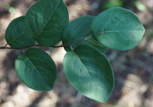 Arbre fruitier : Cognassier