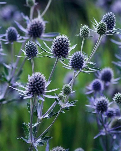 Fleurs cultivées : Panicaut