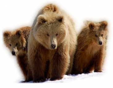 La Ronde Des Animaux.