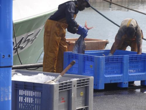 Retour de la peche aux thons sur le port de la Turballe