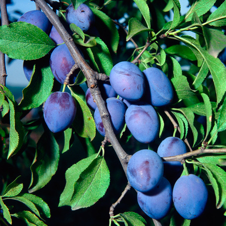 Fruits du mois de septembre