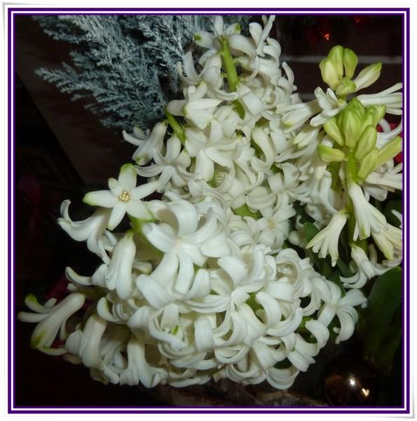 La "Jacinthe " ...
