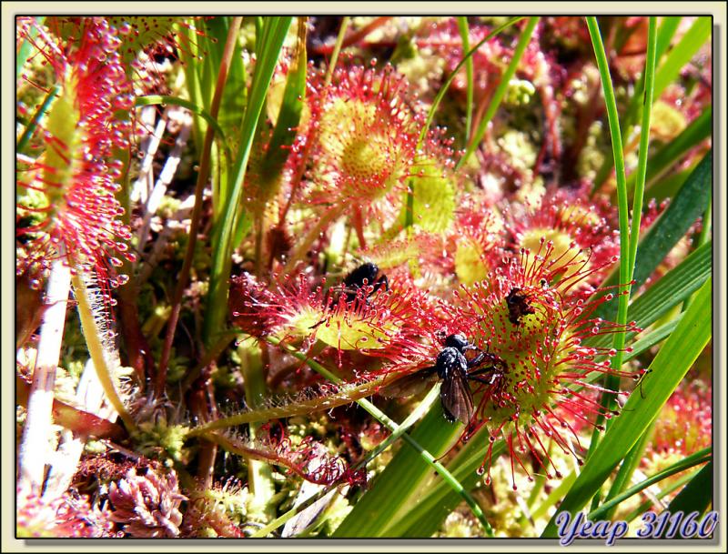 Droséras (drosera rotundifolia) en cours de digestion d'insectes - Etang d'Izourt - Vicdessos - 09
