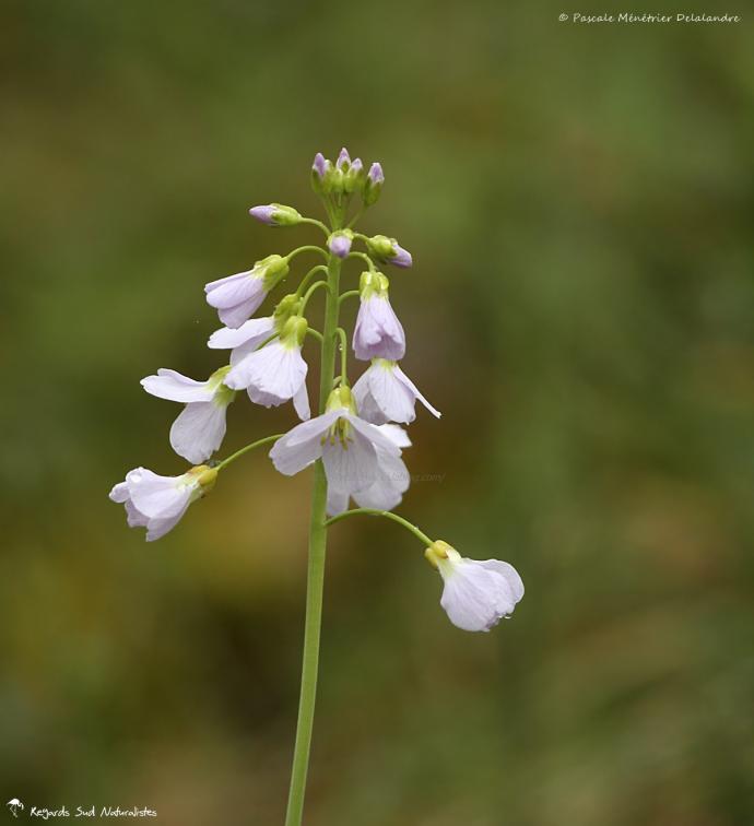 Cardamine des prés