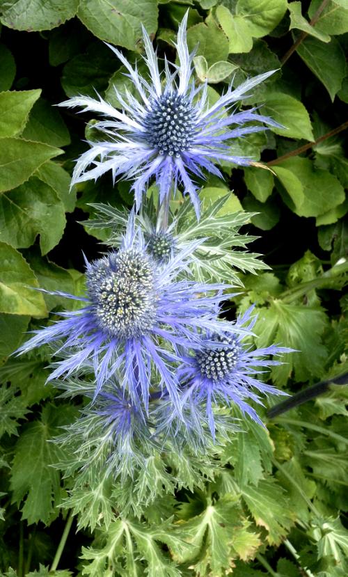 Fleurs cultivées : Panicaut