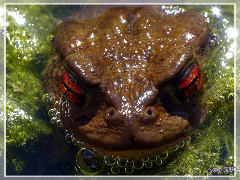 Les yeux de braise du crapaud commun - Lartigau - Milhas - 31