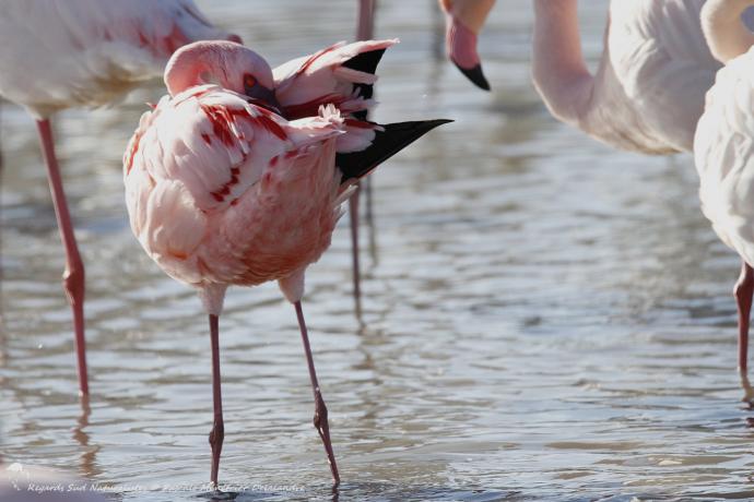 Flamant nain parmi les Flamants roses