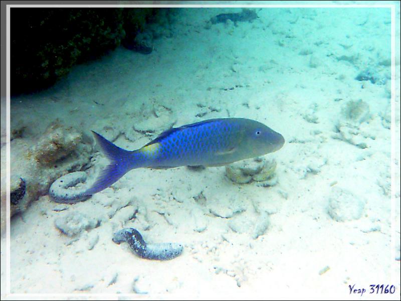 Rouget-barbet doré, Yellowsaddle goatfish or Goldspotted goatfish (Parupeneus cyclostomus) - Lagon bleu - Atoll de Fakarava - Tuamotu - Polynésie française