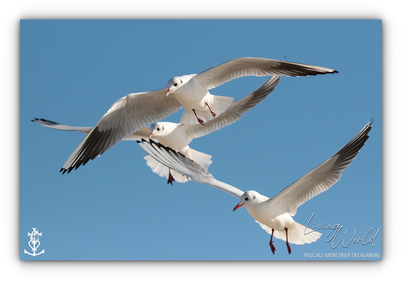 Dans le sable, dans l'eau ou dans les airs... seule ou en groupe.