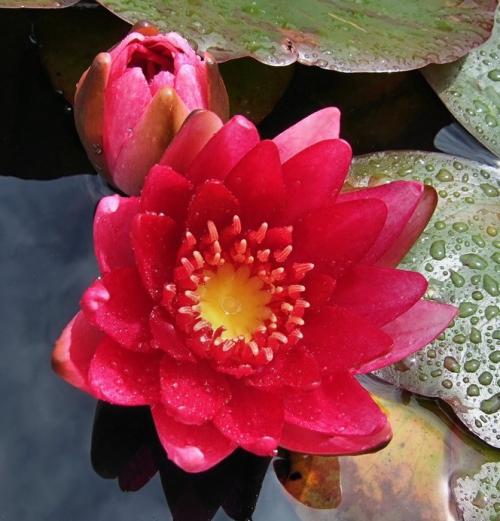 Fleurs cultivées : Nénuphar