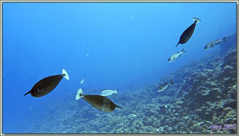 Nason pointillé ou Nasique, Spotted unicornfish or Long-nose unicornfish (Naso brevirostris) - Passe Tumakohua (passe sud) - Atoll de Fakarava - Tuamotu - Polynésie française
