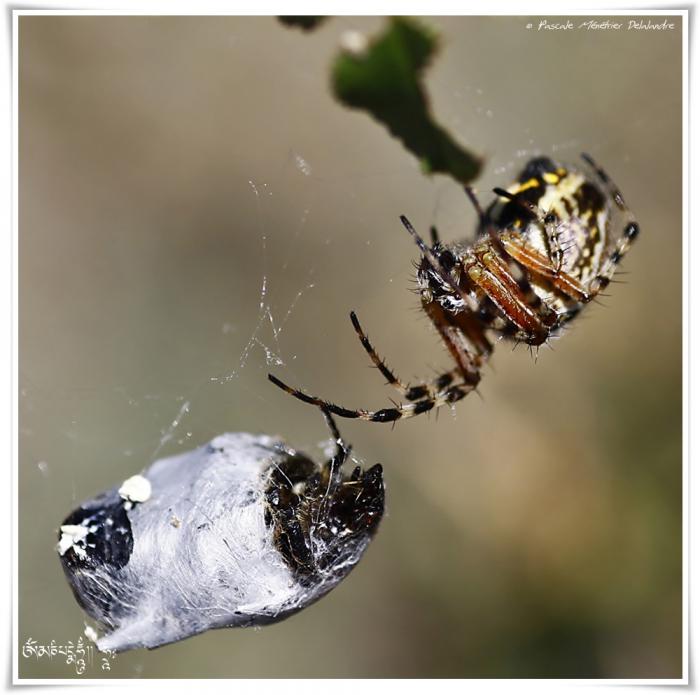 Epeire - Aculepeira armida pumila ♀