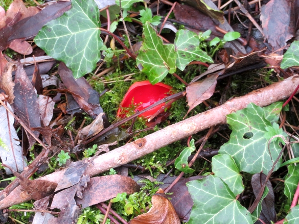 Une belle balade aux bords du lac de Marcenay, à la recherche de champignons d'hiver...