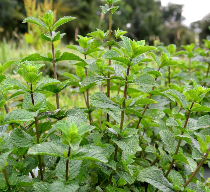 Plantes aromatiques 2ème partie