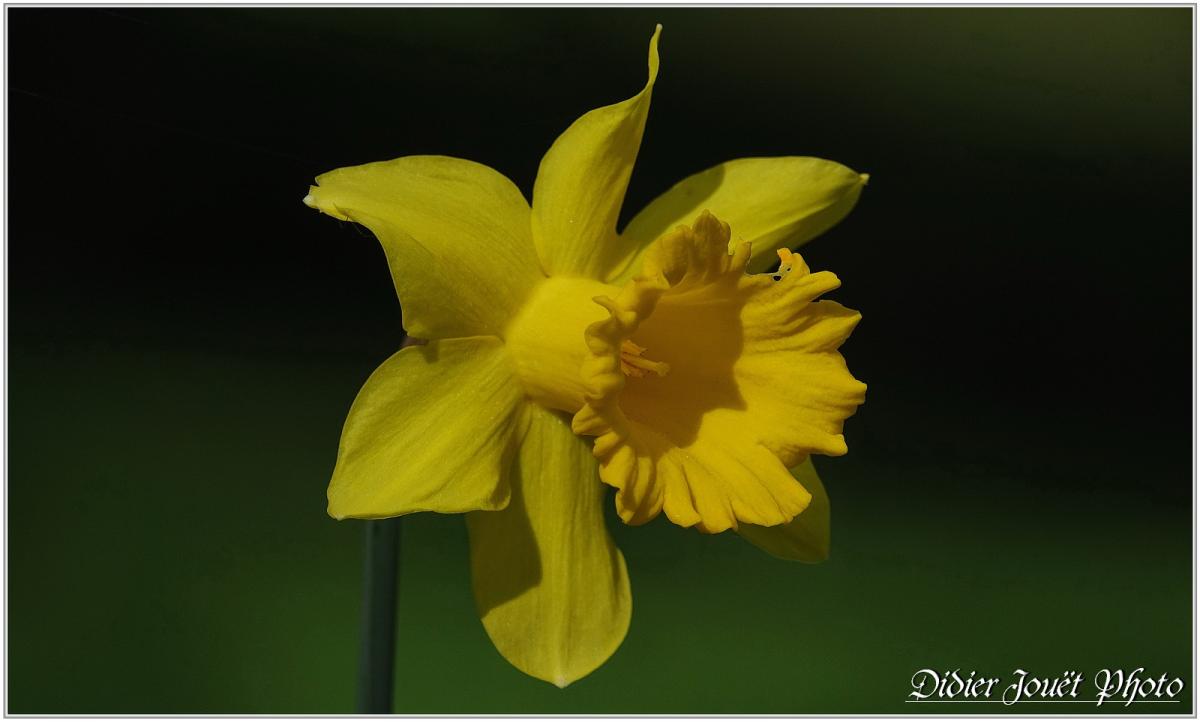 Narcisse (2) - Narcissus