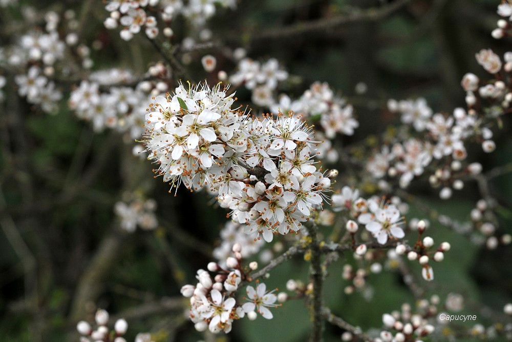 Sortie coccinelle