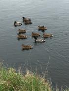 La balade du 16 mars à Bénouville