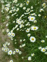 La randonnée du 9 juin à Mouen