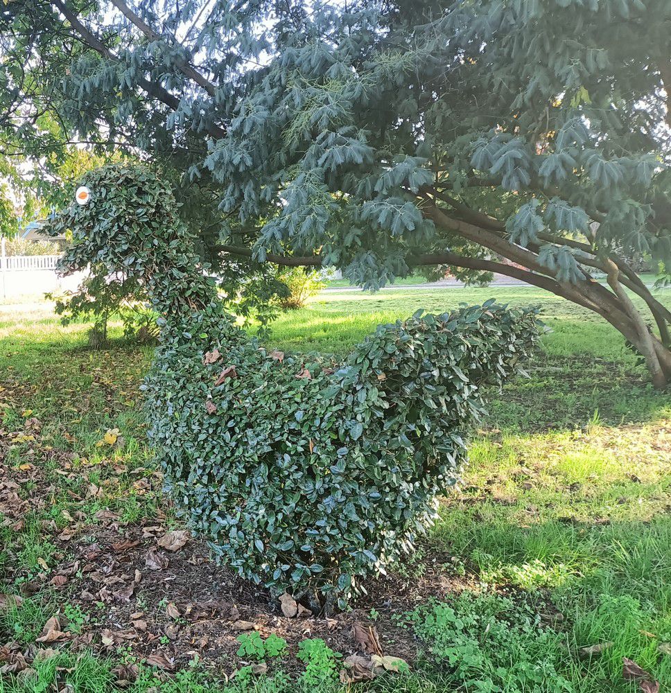 Ecureuil et oiseaux en art topiaire - novembre 2024...