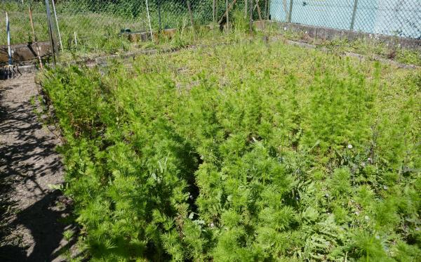 Travaux de jardinage