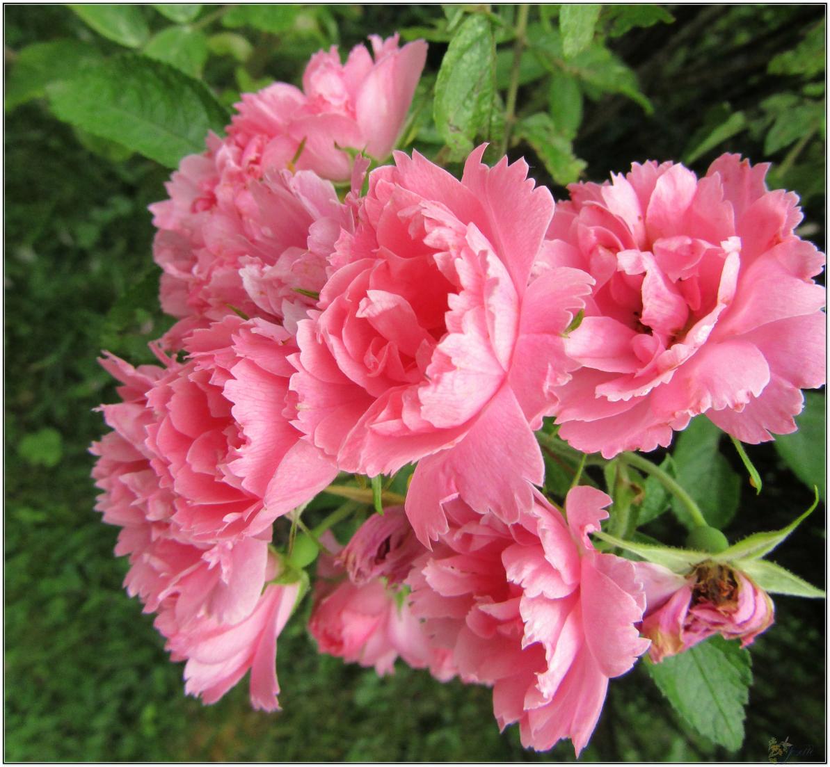 2024  LES ROSES DU JARDIN 