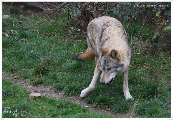 Loup de Mongolie (Canis lupus chanco)