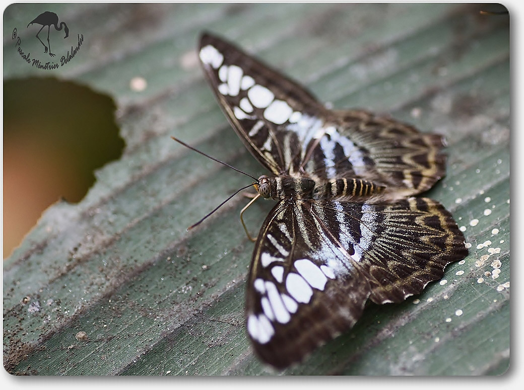 Parthenos sylvia -  Nymphalidae - Philippines