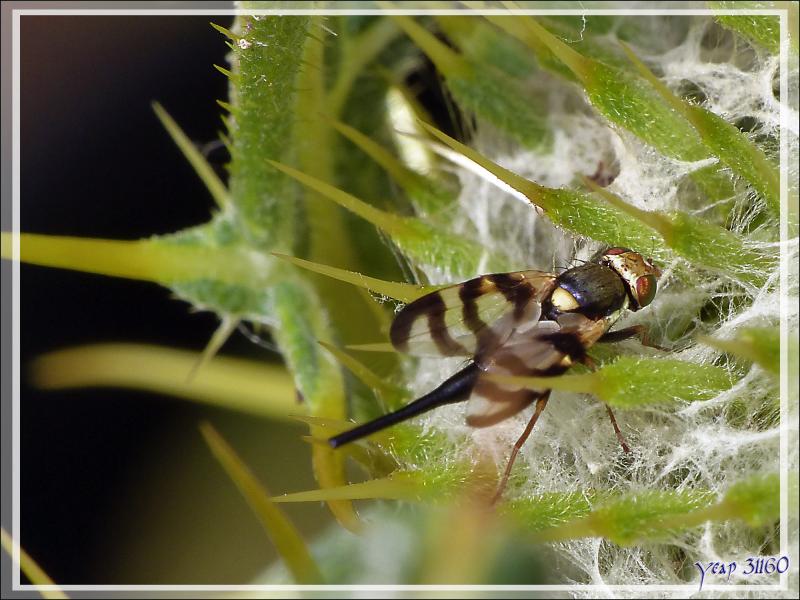 Mouche Tephritide femelle (Urophora sp, probable congrua) dans un Cirse laineux - Artiga de Lin - Es Bordes - Val d'Aran - Espagne