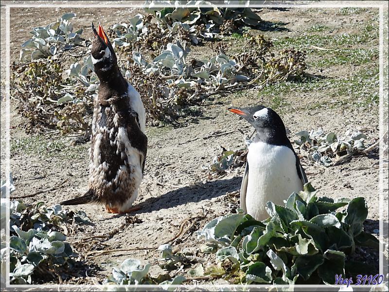 Manchots papous : autant ils sont mignons en dehors de la manchotière, autant ils sont chamailleurs en groupe - The Neck (Le Cou) - Saunders Island - Falkland (Malvinas, Malouines) - Grande-Bretagne