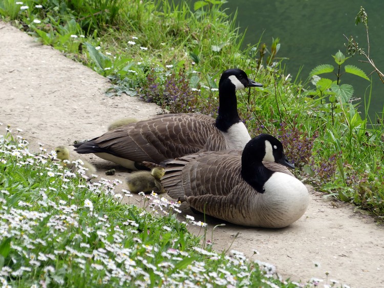 Famille de bernaches