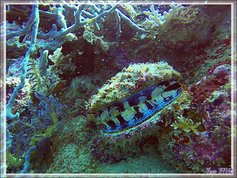 Spondyle variable, Huître à charnières, Spondyle épineux, Thorny oyster (Spondylus varius) - Nosy Mitsio - Madagascar