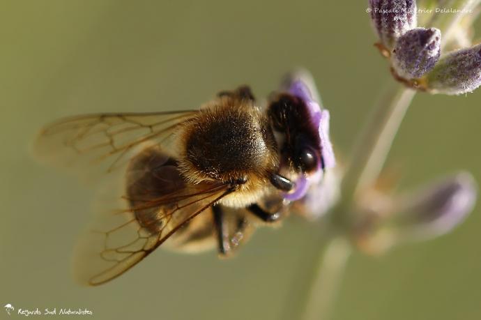 Abeille mellifère ♀