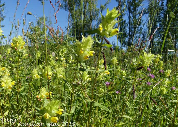 Rhinanthus angustifolius  -  rhinanthe à feuilles étroites