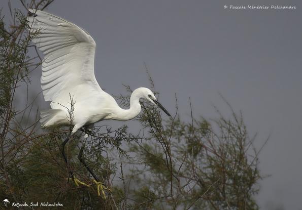 Aigrette garzette - Même pour un oiseau, l'équilibre n'est pas toujours une mince affaire !