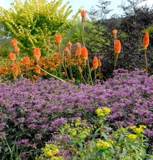 Fleurs cultuvées : Kniphofia
