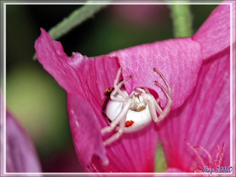Monsieur et Madame Araignée crabe Thomise variable (Misumena vatia) post copula - Lartigau - Milhas - 31