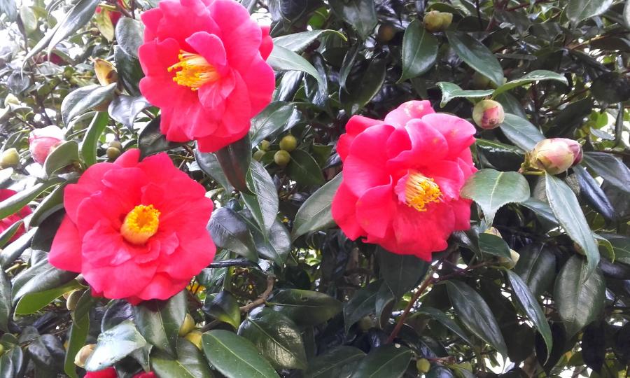 fleurs fidéles 