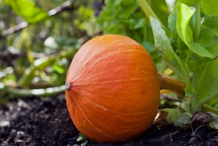 Légumes du mois de Septembre
