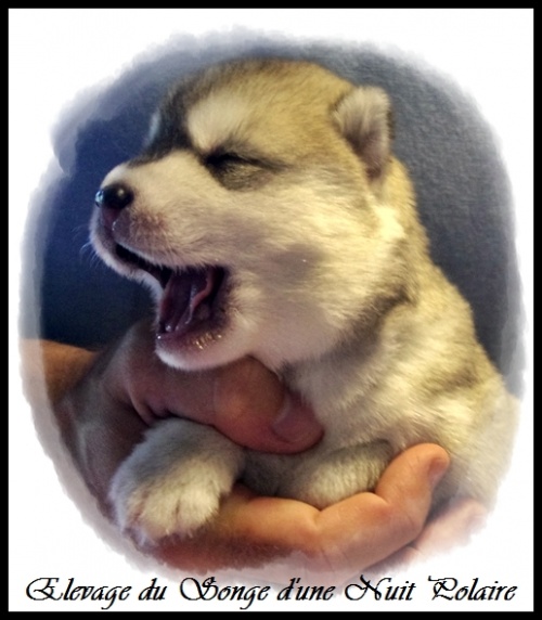 Chiot Husky Femelle 2 (10j)