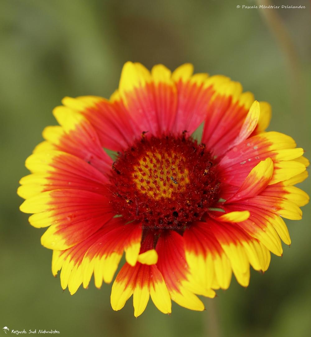 Hirta Rudbeckia 'Cappuccino'