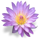 fleurs-13