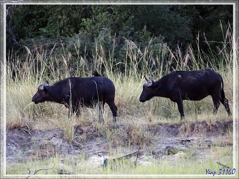 Buffle noir, African buffalo (Syncerus caffer) - Fleuve Zambèze - Zimbabwe