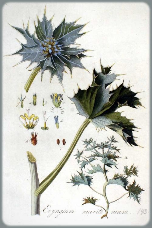 Fleurs cultivées : Panicaut