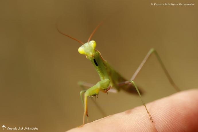 Mantis religiosa immature - Mante religieuse - forme verte
