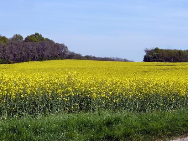 Symphonie en bleu et jaune avec Générations 13