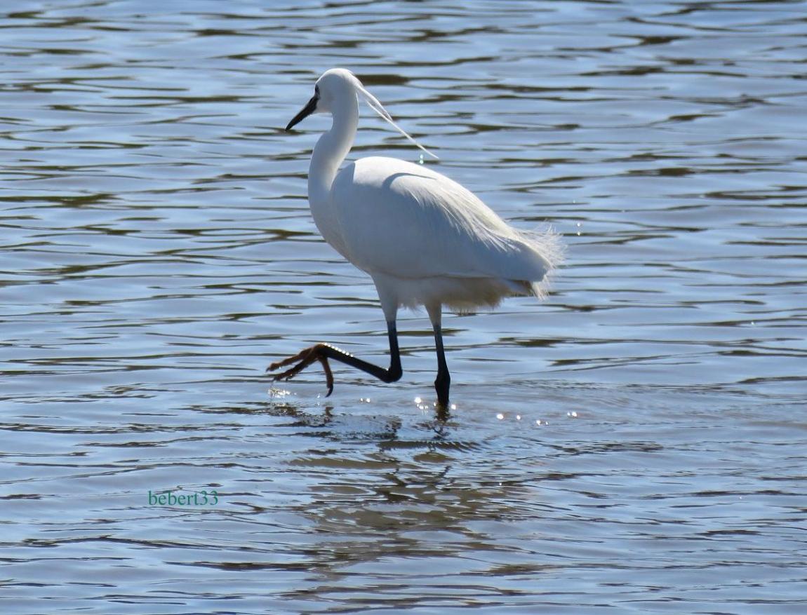une aigrette ...