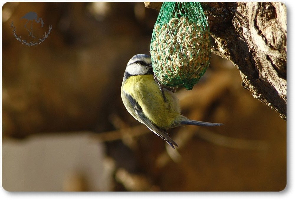 Mésange bleue équilibriste...