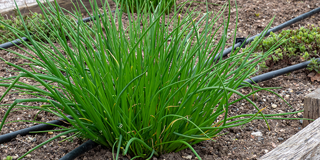 Plantes aromatiques  1ère partie
