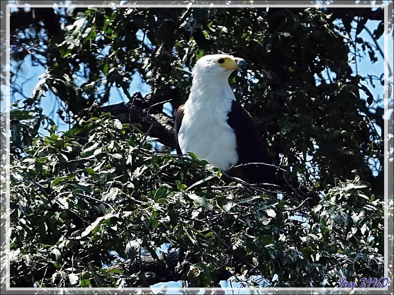 Pygargue vocifère ou Aigle pêcheur, African Fish Eagle (Haliaeetus vocifer)