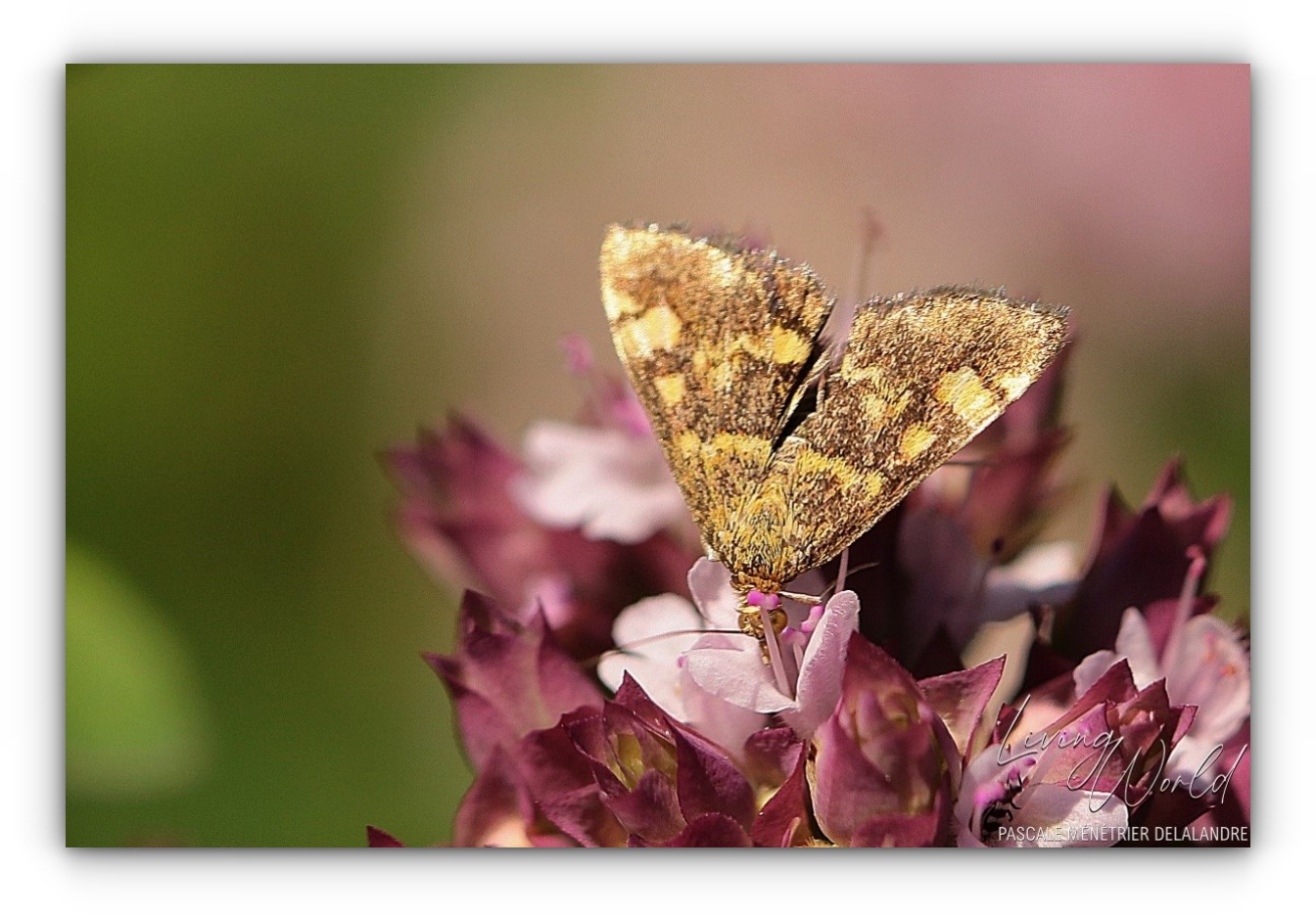 Quelques Papillons... (4/4)